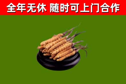 卫辉回收冬虫夏草