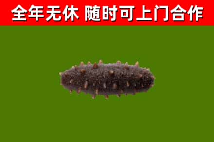 卫辉回收海参干